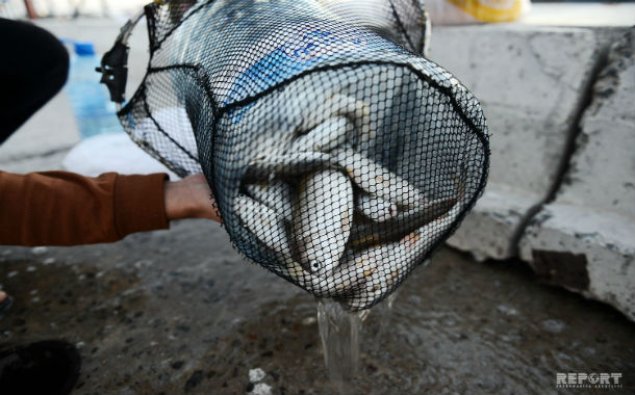 Azərbaycan yanvarda Ukraynadan 51 ton hazır və konservləşdirilmiş balıq idxal edib