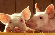 Donuzlar insan üçün ideal orqan donoru olacaqlar