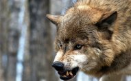 Ağsuda canavarlar yerli sakinlərə hücum edib:   2 yaralı