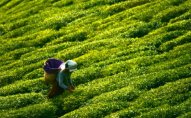 Azərbaycan Qazaxıstana 58 ton çay ixrac edib