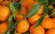 226 kq Türkiyə mandarini məhv edildi   - Rusiyada