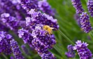 Lavanda bitkisinin faydaları