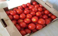 Azərbaycan Rusiyaya 100 vaqon pomidor göndərdi