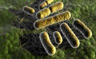 Təhlükəli bakteriyalar tapıldı - 4 milyon il yaşı var