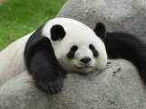 Dünyanın ən yaşlı pandası öldü