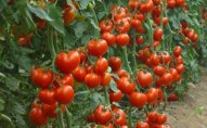 İraq da Türkiyədən pomidor idxalını dayandırdı