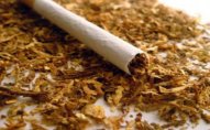 Azərbaycanda tütün istehsalı 16% azalıb