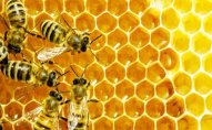 Alimlər arılar haqqında İNANILMAZ FAKTLAR aşkarladı