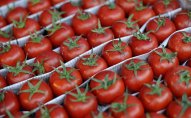Rusiya Türkiyə pomidorlarının idxalı ilə bağlı qadağanı ləğv edir