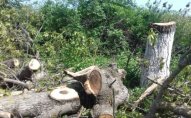 75 ağacın qanunsuz kəsilməsi ilə bağlı cinayət işi başlandı