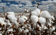 Azərbaycanda pambıq yığımı 13% artıb