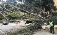 Bakıda ağac restoranın üstünə aşdı, dam örtüyü dağıldı - FOTO