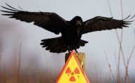 Rusiyada radioaktiv qaza görə uşaq bağçası bağlandı