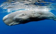 İslandiya balina ovuna icazəni daha 5 il uzatdı
