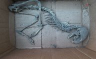 Zaqatalada evin zirzəmisindən naməlum heyvan skeleti tapılıb - VİDEO