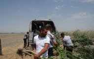 Yevlaxda 1.2 ton narkotik ələ keçirildi 