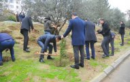 Nəsimi rayonunda ağacəkmə aksiyası keçirildi – FOTO