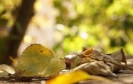 Sabaha gözlənilən hava şəraiti açıqlanıb
