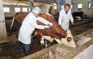 Azərbaycanda sahə baytarlıq məntəqələri ləğv ediləcək