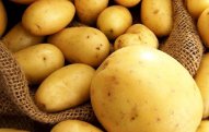 Rusiyadan Azərbaycana gətirilən kartofda zərərverici aşkarlanıb