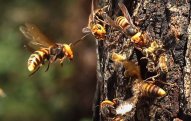 Azərbaycanda arılar kütləvi surətdə qırıla bilər