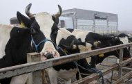Bu ölkədən heyvan idxalına məhdudiyyət qoyuldu