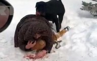 Ananın uşağını itdən bu cür qoruması gündəm oldu - Video