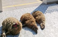Diqqət: 6 və 7 iyunda qurban kəsə bilməyənlər... - QMİ