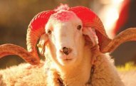 Bazarda qurbanlıqların qiyməti neçəyədir?