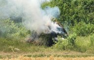 Lerikdə 5 ton narkotik bitki məhv edildi