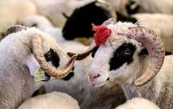 Qurban əti ilə bağlı vacib XƏBƏRDARLIQ: Bu səhvləri etməyin