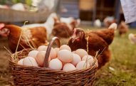 Kənddə 25, bazarda 50 qəpiyə: Yumurta niyə bahalaşır?