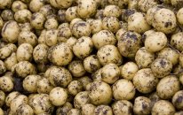 24,5 ton kartofda parazitlər aşkarlandı