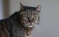 Bu ölkə 2,5 milyon pişiyi məhv edəcək