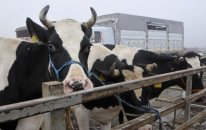 Azərbaycan bu ölkədən 714 inək aldı - Biri 8658 AZN