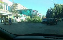 Güclü külək Bakıda xeyli ağacı aşırdı
