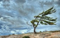 Bakıda və bölgələrdə külək güclənəcək - XƏBƏRDARLIQ