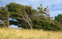 Küləkli hava şəraiti ilə bağlı sarı xəbərdarlıq verildi