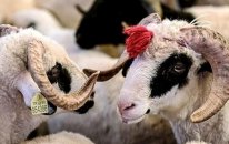 Qurbanlıq bazarında YENİ QAYDALAR qüvvəyə mindi