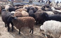 Qurban bayramında ətin qiyməti BAHALAŞACAQ?