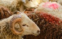 Ölkə üzrə qurbanlıq məntəqələr müəyyənləşdi - TAM SİYAHI