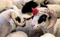 Qurban əti ilə bağlı vacib XƏBƏRDARLIQ: Bu səhvləri etməyin
