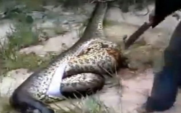 Nəhəng ilanın qarnından iki ilan çıxdı      ŞOK VİDEO 