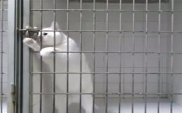 Pişiyi özbaşına qoysan...      VİDEO 