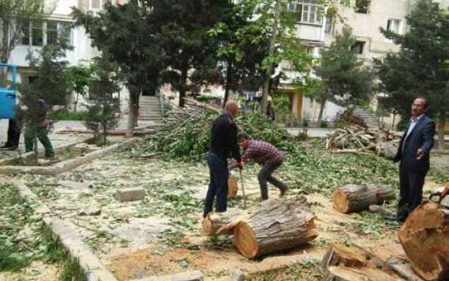 İbrahim Mehdiyev yenə yaşıllıqlara qənim kəsilib  YASAMALDA