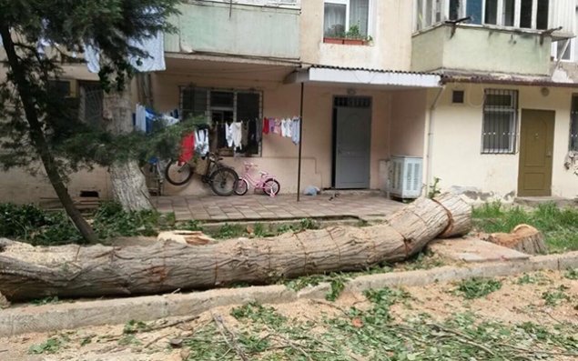 Nazirlikdən ağacların kəsilməsi ilə bağlı  Rəsmi açıqlama