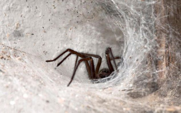 Şəhərə hörümçək basqını  FOTO