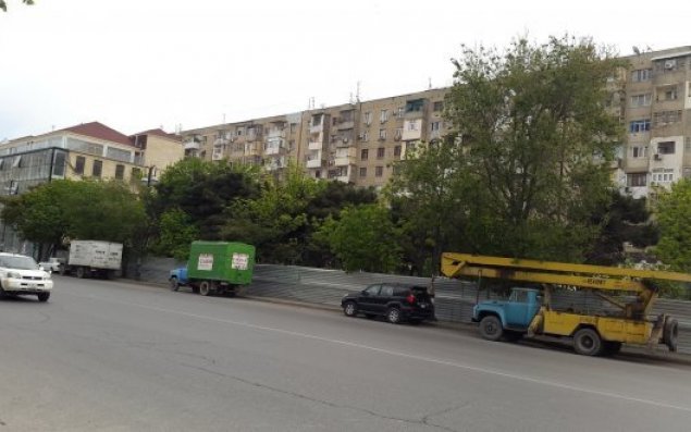 Bakıda ağaclar yenə 