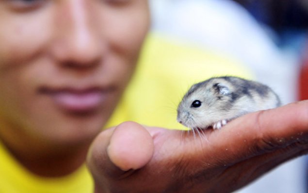 Müəllim siçanı yedi   şagirdlərin gözü qarşısında