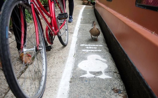 Ördəklər üçün yol çəkildi   İngiltərədə + Foto